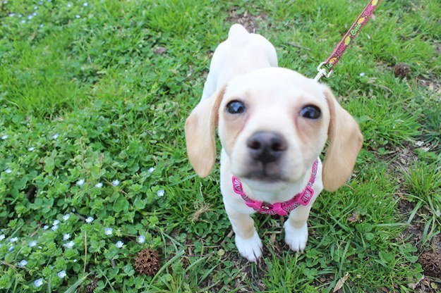 21 kutya, akik annyira boldogok, hogy mindenki felvidítanak - képek