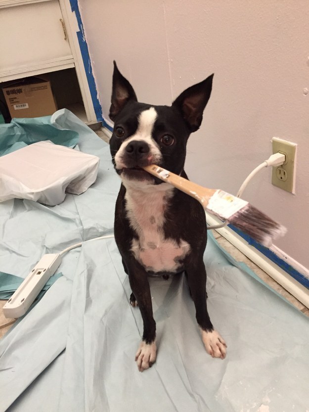 21 kutya, akik annyira boldogok, hogy mindenki felvidítanak - képek