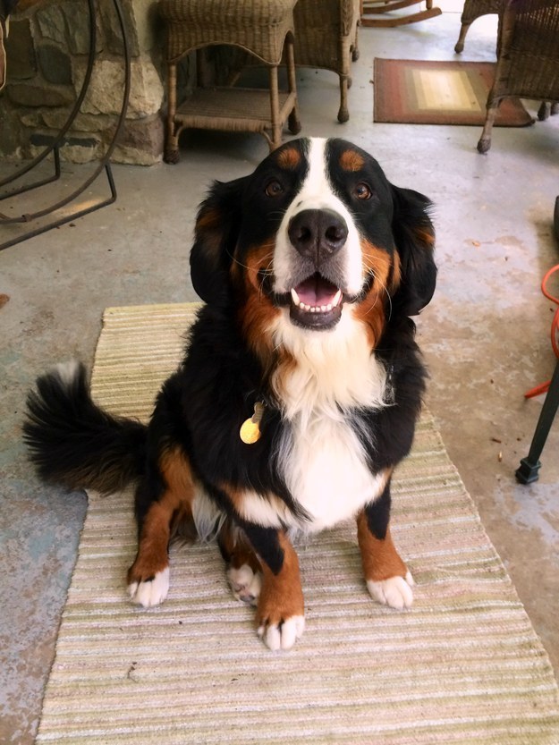 21 kutya, akik annyira boldogok, hogy mindenki felvidítanak - képek