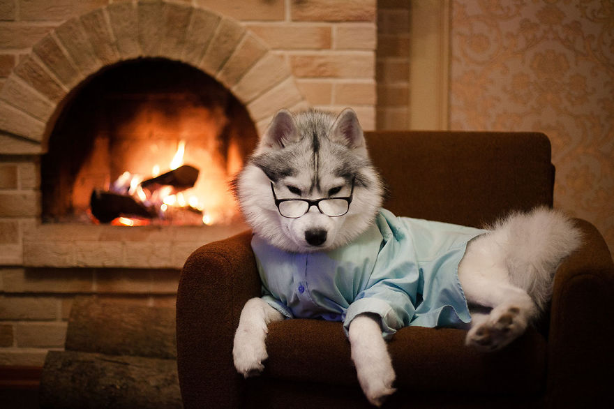 Ezeknek a husky kutyusoknak egyszerűen minden jól áll! Ezeknek a husky kutyusoknak egyszerűen minden jól áll!