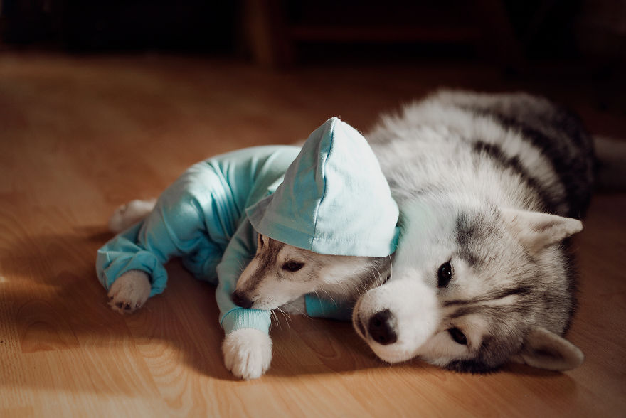 Ezeknek a husky kutyusoknak egyszerűen minden jól áll! Ezeknek a husky kutyusoknak egyszerűen minden jól áll!