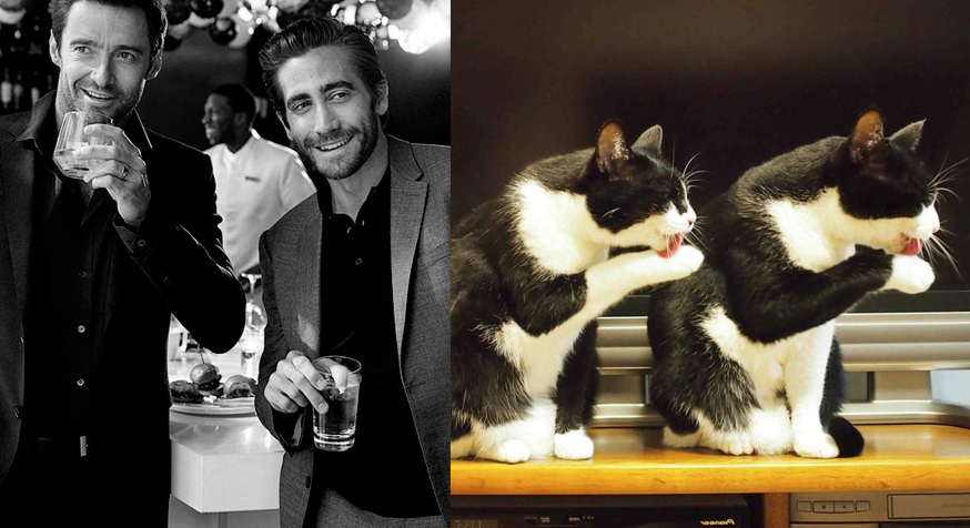 A nap legjobb képei: pasik és macskák, akik hasonlítanak egymásra