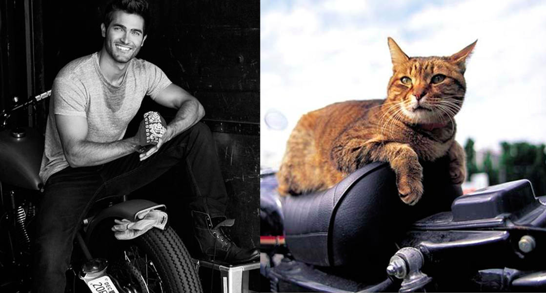 A nap legjobb képei: pasik és macskák, akik hasonlítanak egymásra
