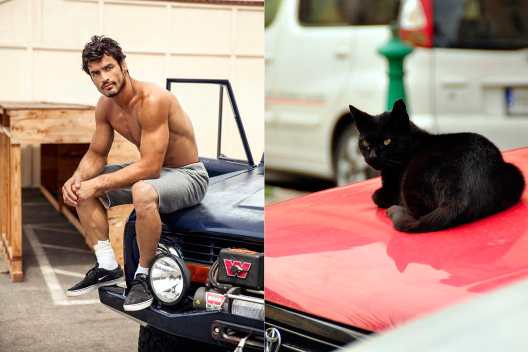 A nap legjobb képei: pasik és macskák, akik hasonlítanak egymásra