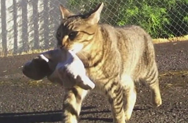 Ügyes tolvaj a rendőr macskája