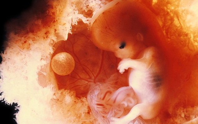 Ilyen fotókat ritkán lát az ember a megtermékenyítésről és a