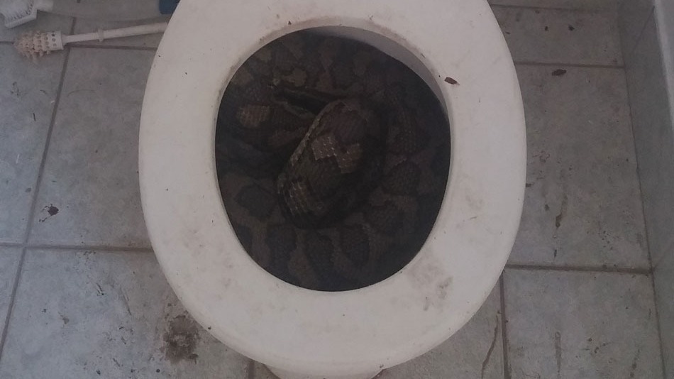 Ezek után biztosan kétszer is ellenőrzöd majd a WC csészéd! Ezek után biztosan kétszer is ellenőrzöd majd a WC csészéd!