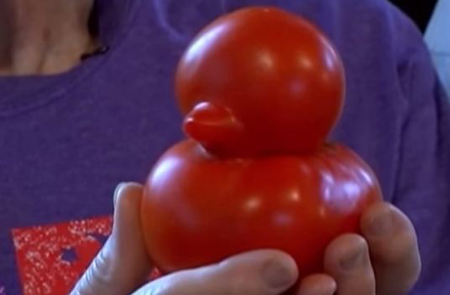 Gumikacsa formájú paradicsom nőtt az idős pár kertjében - fotó