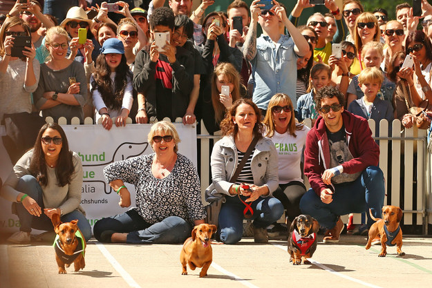 Megőrülsz: ruhás tacskók versenyeztek! 