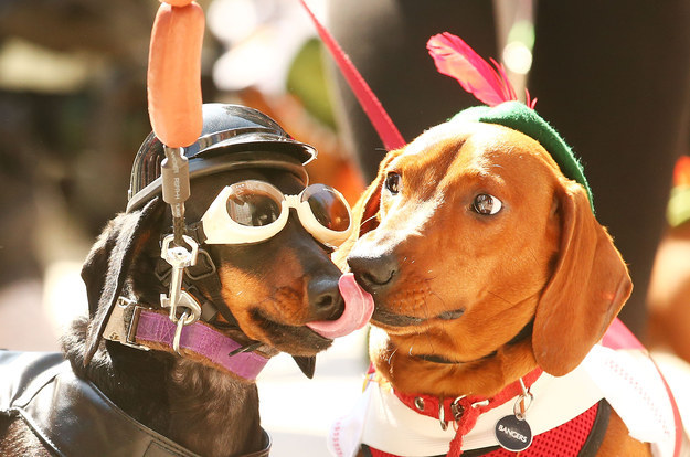 Megőrülsz: ruhás tacskók versenyeztek! 