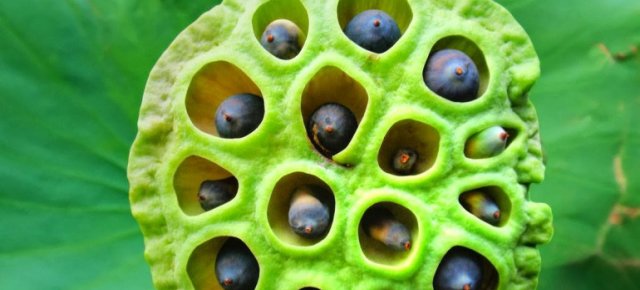 Egyik legbizarabb betegség: tripofóbia Egyik legbizarabb betegség: tripofóbia