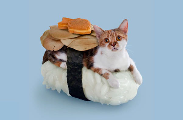 Micsoda? Macskákból készült szusi