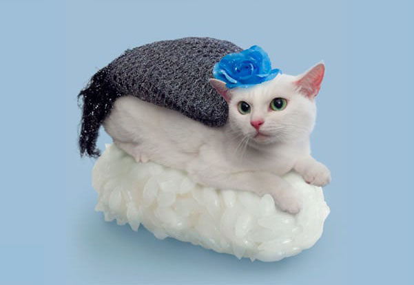 Micsoda? Macskákból készült szusi