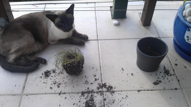 Ezek a macskák tönkre akarják tenni az életed - vicces fotók Ezek a macskák tönkre akarják tenni az életed - vicces fotók