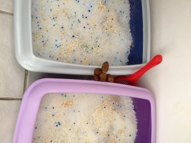 Ezek a macskák tönkre akarják tenni az életed - vicces fotók Ezek a macskák tönkre akarják tenni az életed - vicces fotók