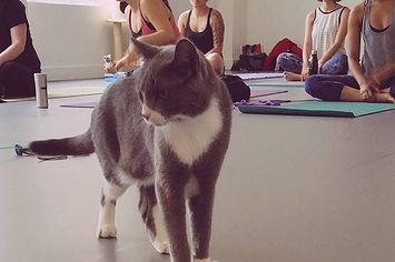 Macskás jógától őrült meg Vancouver