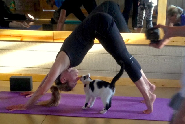 Macskás jógától őrült meg Vancouver