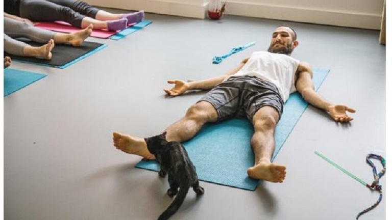 Macskás jógától őrült meg Vancouver