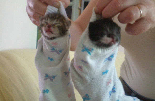 7 cica zokniban, akik garantáltan mosolyt csalnak az arcodra