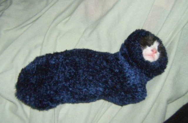 7 cica zokniban, akik garantáltan mosolyt csalnak az arcodra