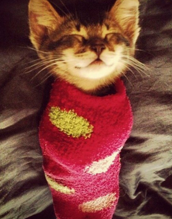 7 cica zokniban, akik garantáltan mosolyt csalnak az arcodra