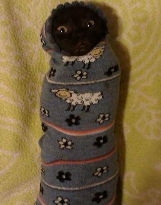 7 cica zokniban, akik garantáltan mosolyt csalnak az arcodra