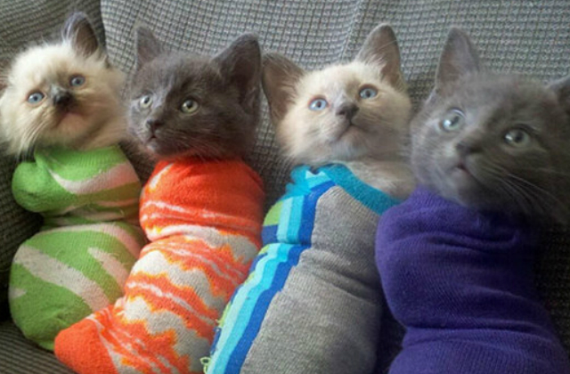 7 cica zokniban, akik garantáltan mosolyt csalnak az arcodra