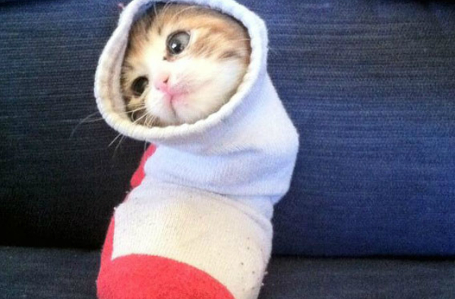 7 cica zokniban, akik garantáltan mosolyt csalnak az arcodra