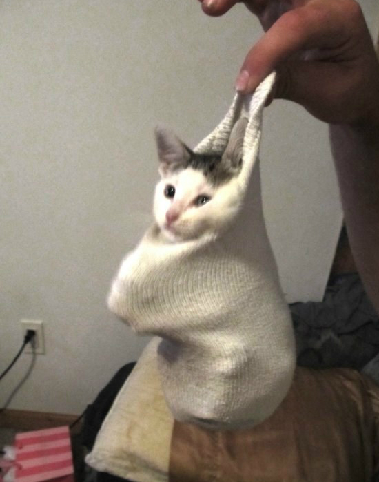 7 cica zokniban, akik garantáltan mosolyt csalnak az arcodra