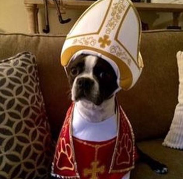 A pápának öltöztetett kutyák robbantják a cukiságbombát