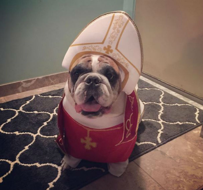 A pápának öltöztetett kutyák robbantják a cukiságbombát