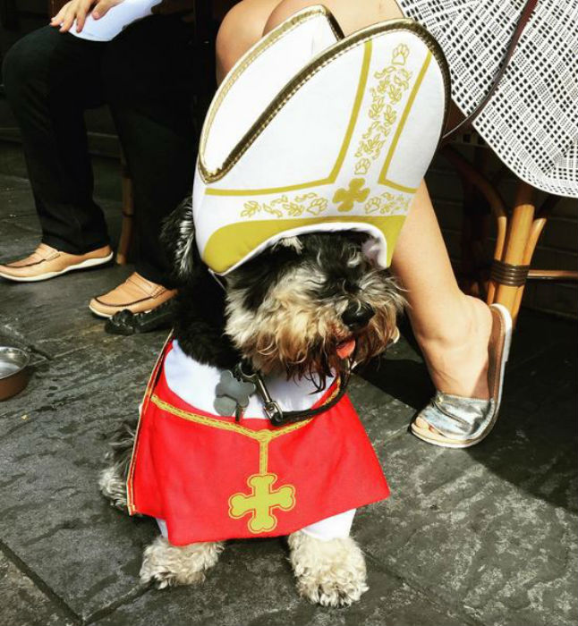 A pápának öltöztetett kutyák robbantják a cukiságbombát