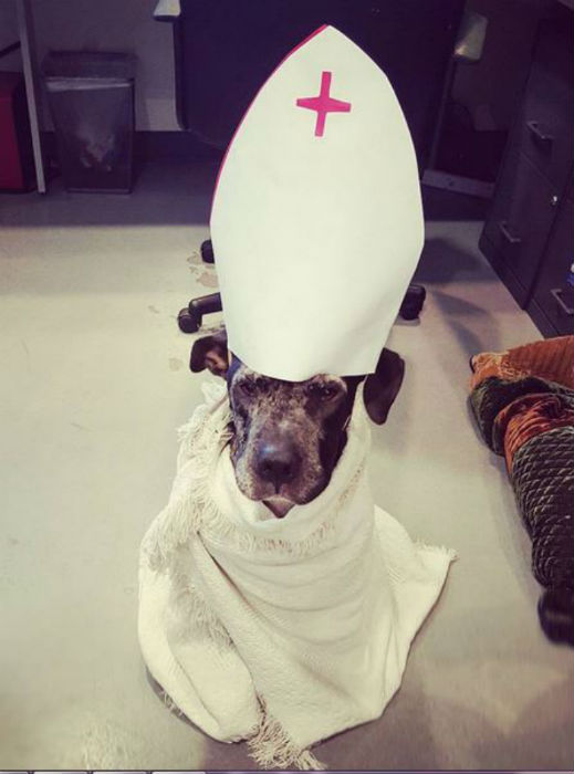 A pápának öltöztetett kutyák robbantják a cukiságbombát