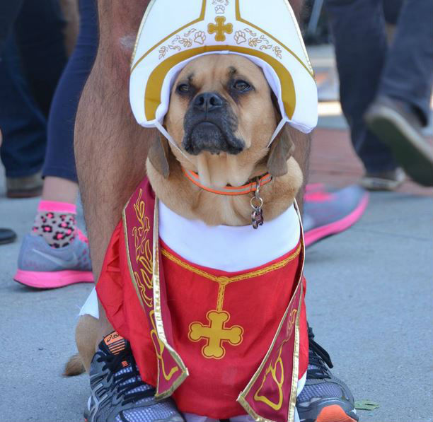 A pápának öltöztetett kutyák robbantják a cukiságbombát
