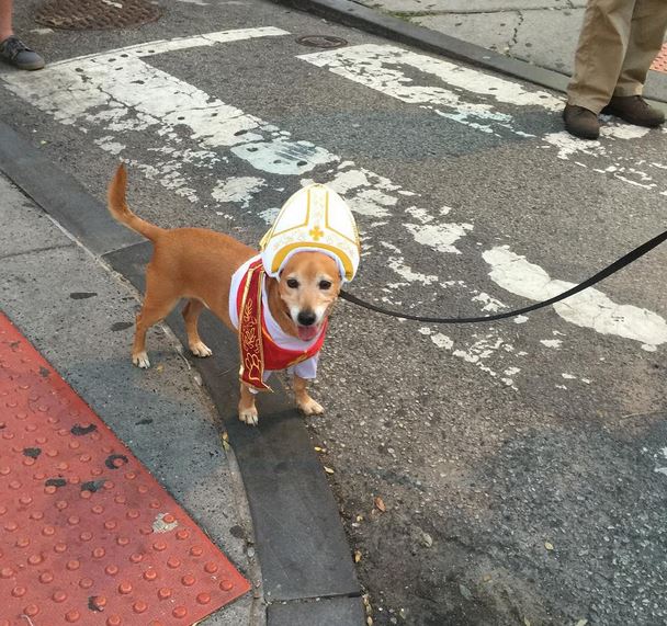 A pápának öltöztetett kutyák robbantják a cukiságbombát
