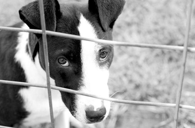 Állatmenhely körkép