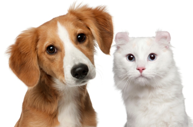 Ezért ivartalaníts a házi kedvenced