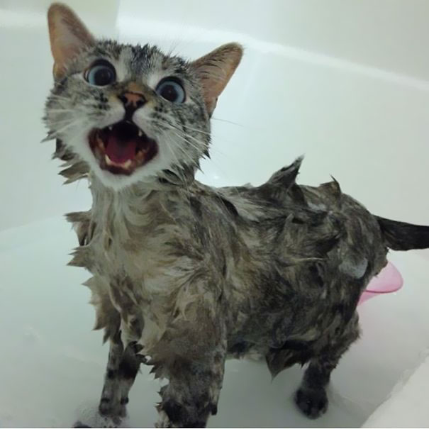 Az instagram elgnépszerűbb macskája - hihetetlenül cuki