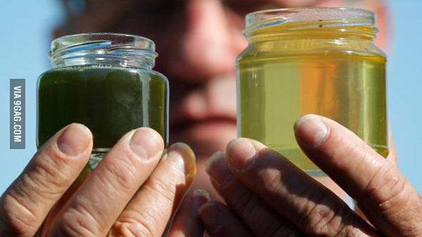 Színes mézet gyártanak a méhecskék