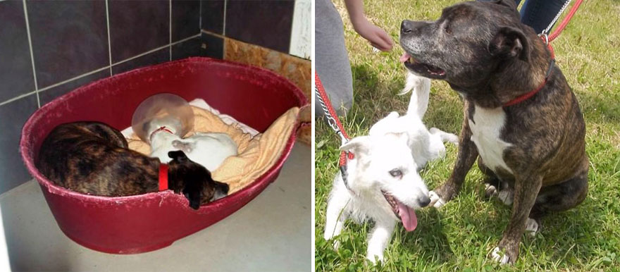 Szívbemrakolóan gyönyörű kutyabarátság