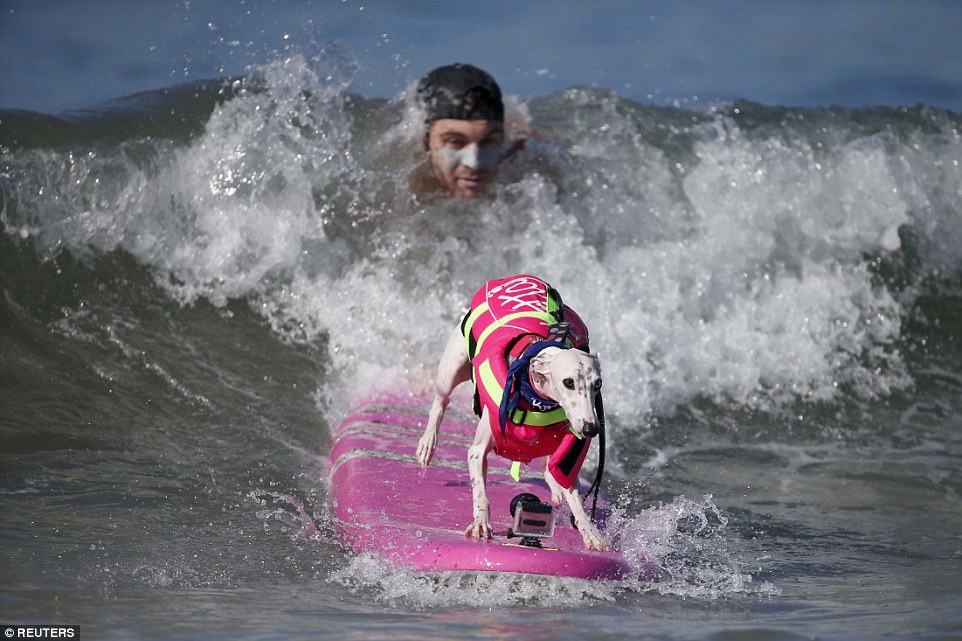 Szörf: extrém sport kutyáknak - képek