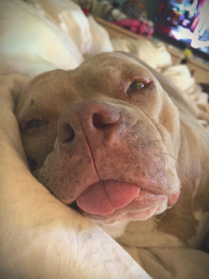 Fajtáját népszerűsíti ez a tüneményes fületlen pitbull