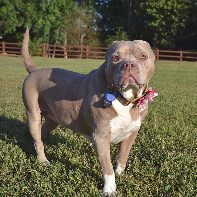 Fajtáját népszerűsíti ez a tüneményes fületlen pitbull