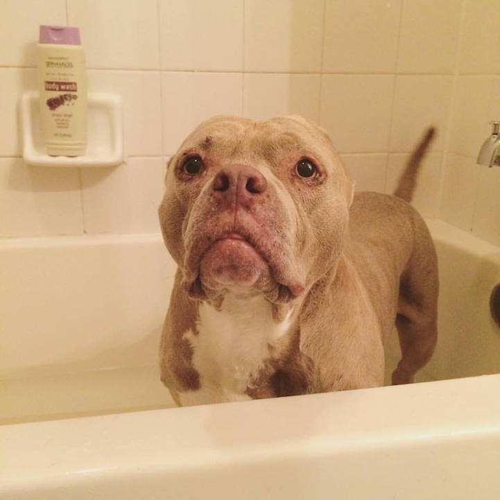 Fajtáját népszerűsíti ez a tüneményes fületlen pitbull