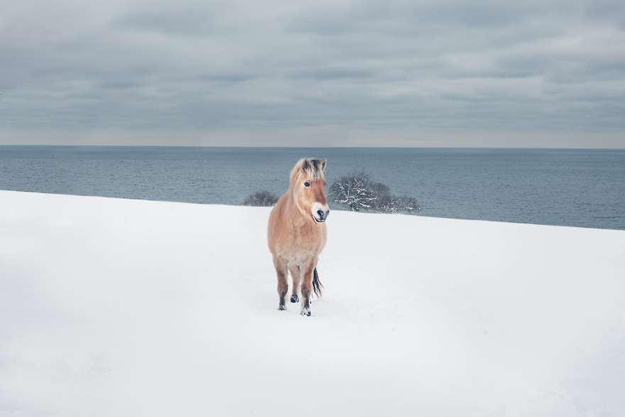Észak-amerikai vadlovak - lenyűgöző képek
