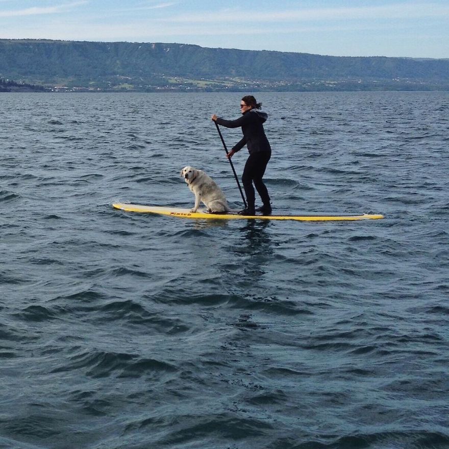 Hihetetlenül cuki ez a motors kutya