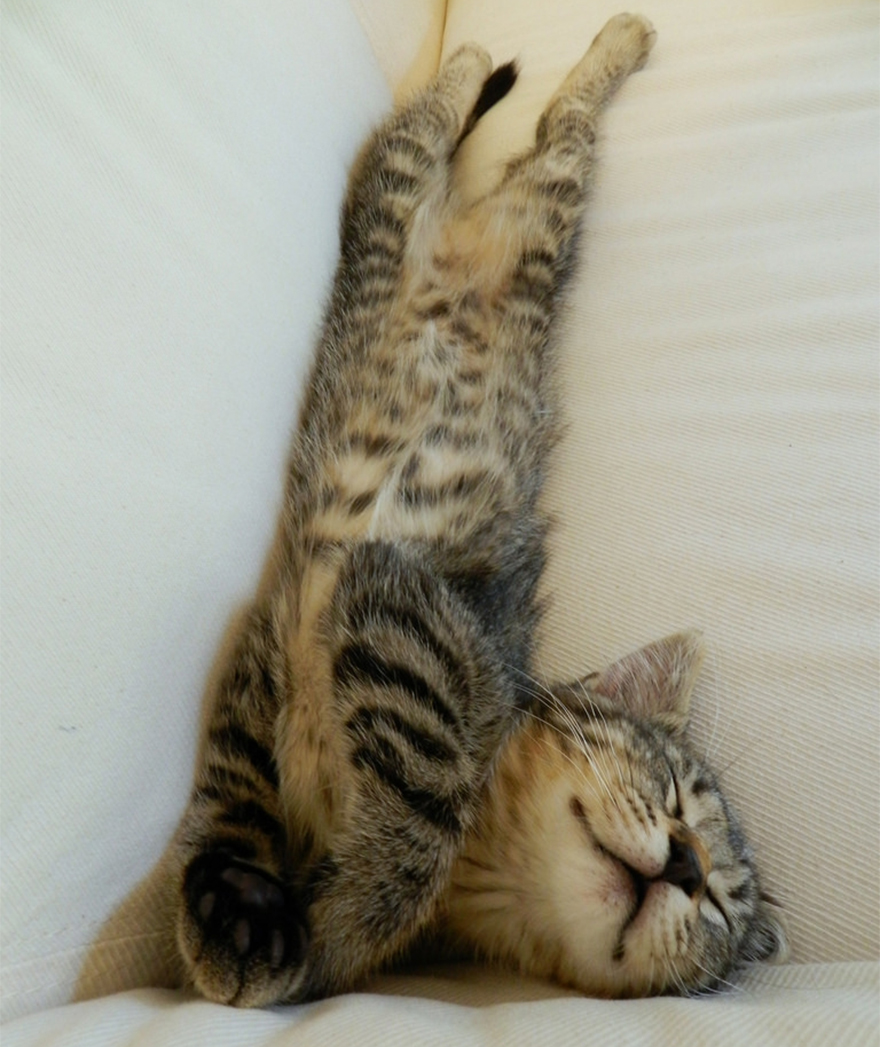 Szebbé teszik a napod: a legcukibb cicamosolyok Szebbé teszik a napod: a legcukibb cicamosolyok