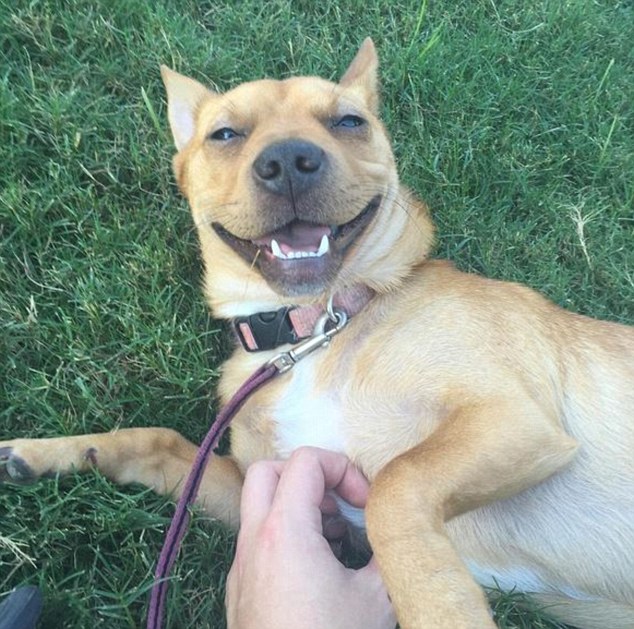 Ez tutira feldobja a napodat: az internet legmosolygósabb kutyái Ez tutira feldobja a napodat: az internet legmosolygósabb kutyái