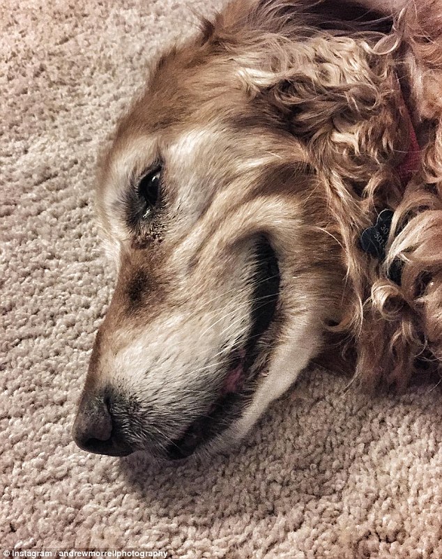 Ez tutira feldobja a napodat: az internet legmosolygósabb kutyái Ez tutira feldobja a napodat: az internet legmosolygósabb kutyái