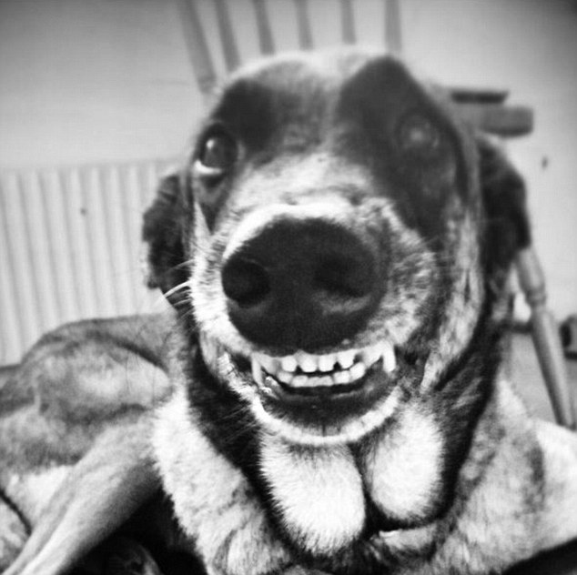 Ez tutira feldobja a napodat: az internet legmosolygósabb kutyái Ez tutira feldobja a napodat: az internet legmosolygósabb kutyái